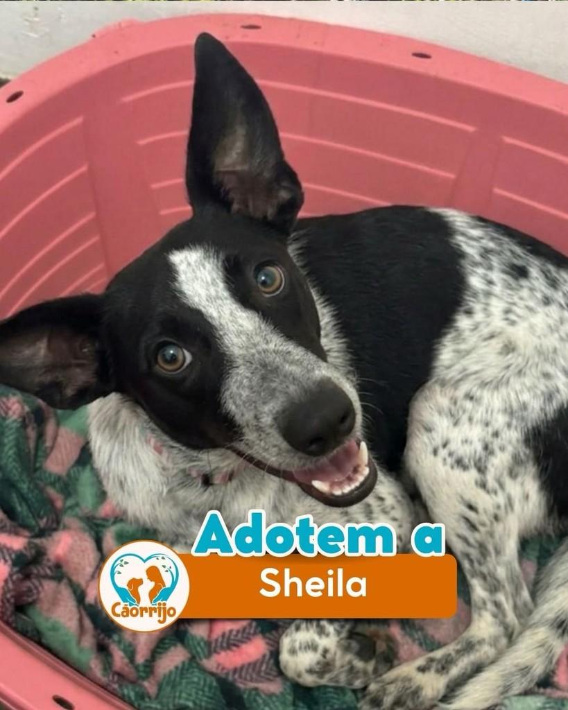 Sheila, cachorro de porte médio para adoção em Rio de Janeiro - RJ