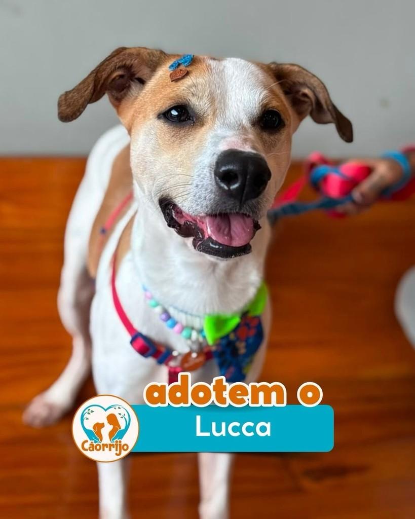 Lucca, cachorro de porte médio para adoção em Rio de Janeiro - RJ