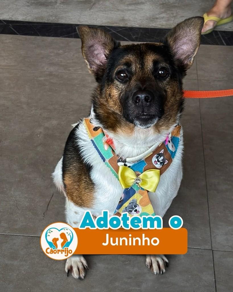 Juninho, cachorro de porte pequeno para adoção em Rio de Janeiro - RJ