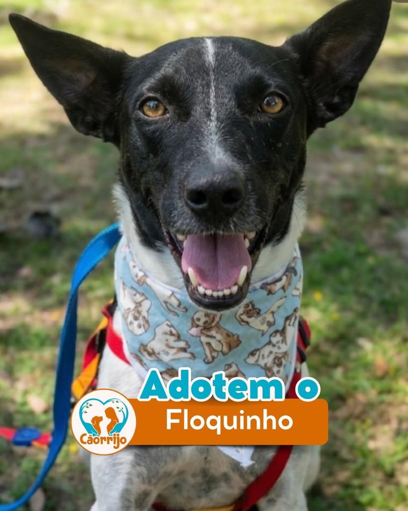 Floquinho, cachorro de porte médio para adoção em Rio de Janeiro - RJ