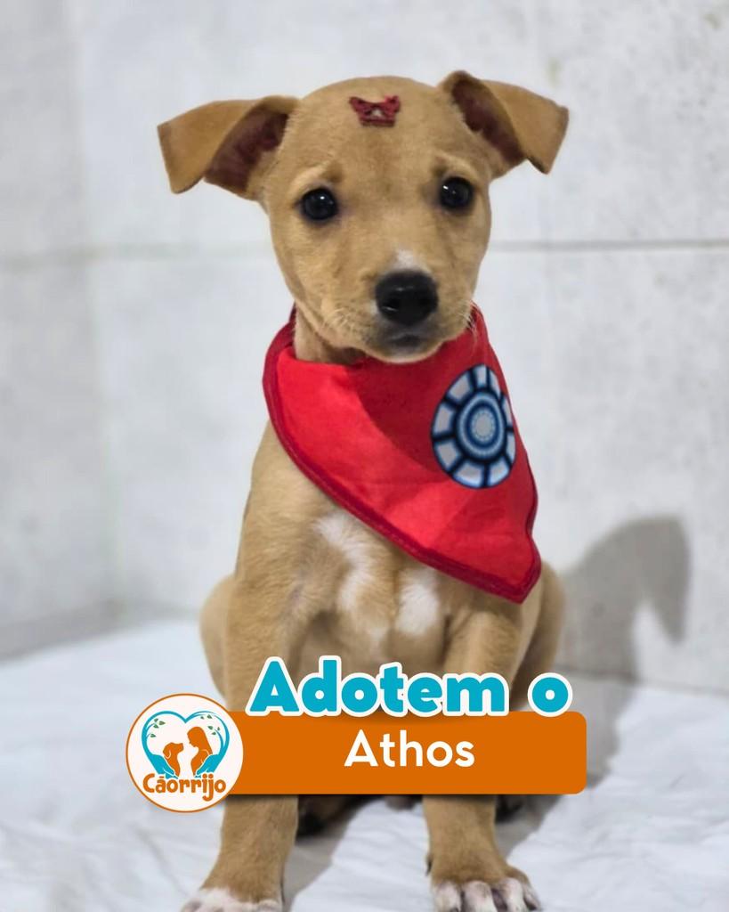 Athos, cachorro de porte médio para adoção em Rio de Janeiro - RJ