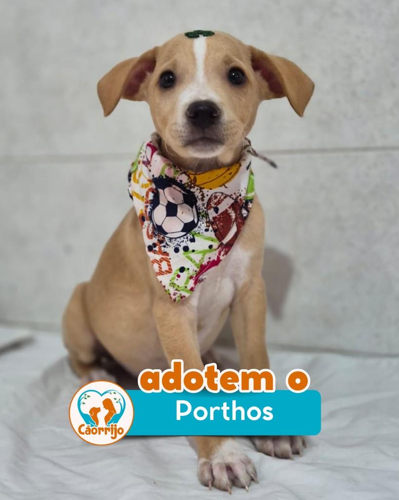 Porthos, cachorro de porte médio para adoção em Rio de Janeiro - RJ