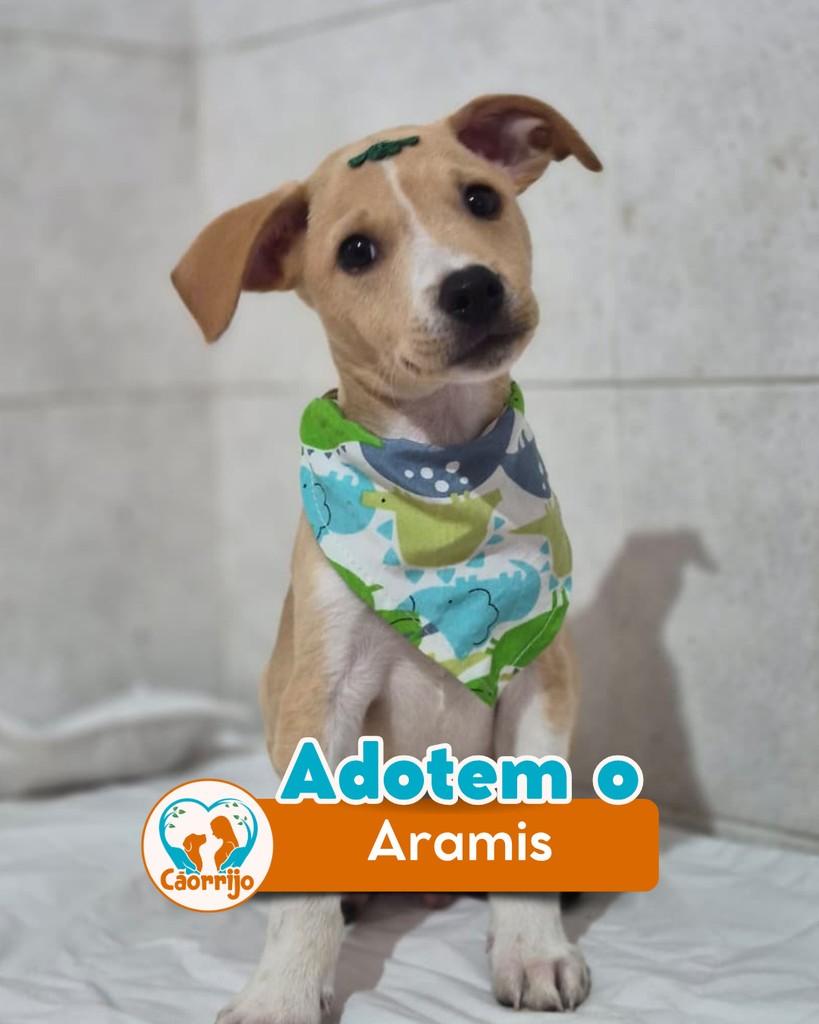 Aramis, cachorro de porte médio para adoção em Rio de Janeiro - RJ