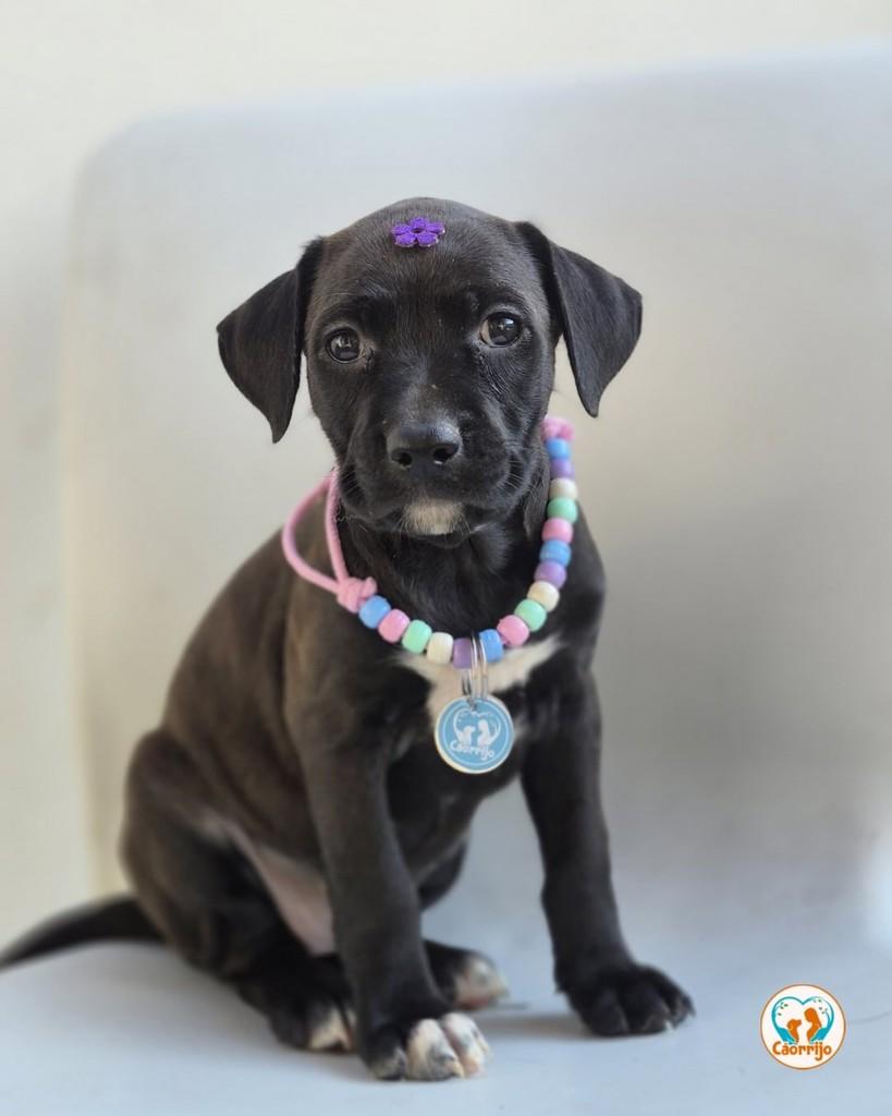 Mimosa, cadela de porte médio para adoção em Rio de Janeiro - RJ