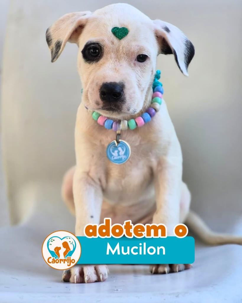 Mucilon, cachorro de porte médio para adoção em Rio de Janeiro - RJ