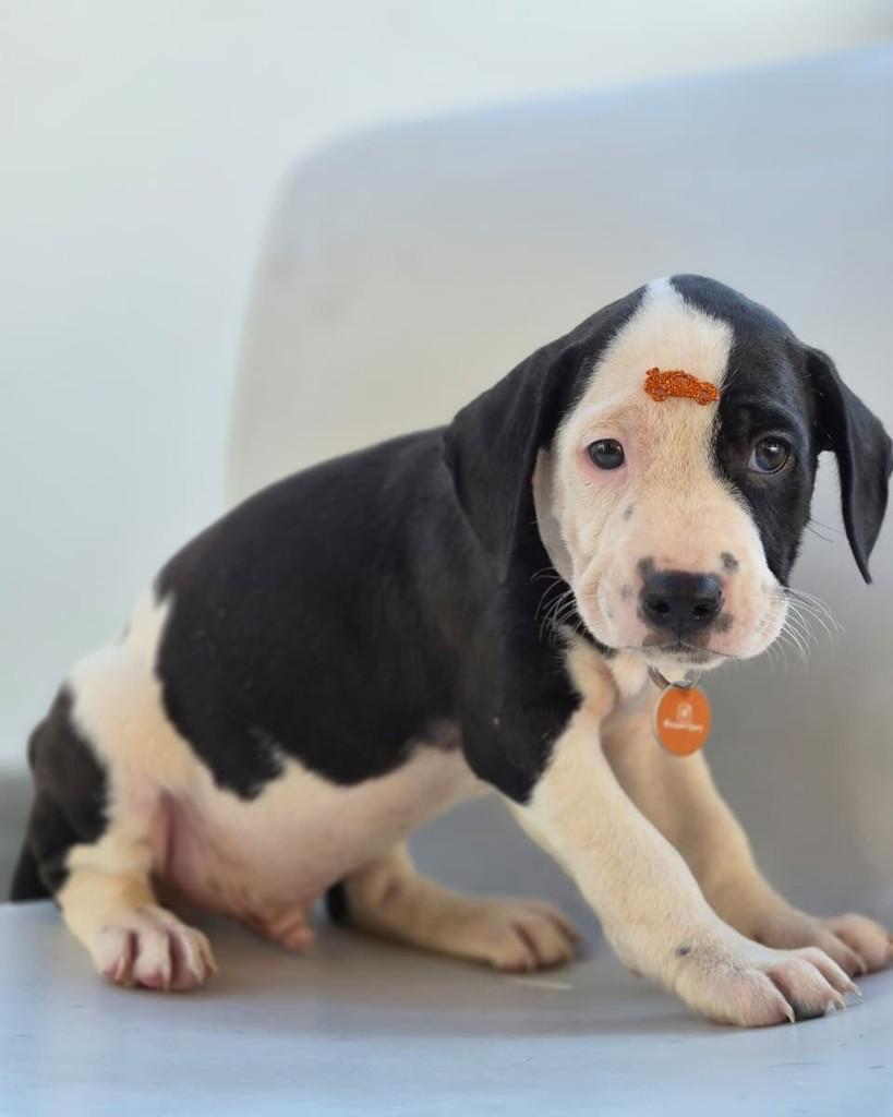 Ninho, cachorro de porte médio para adoção em Rio de Janeiro - RJ