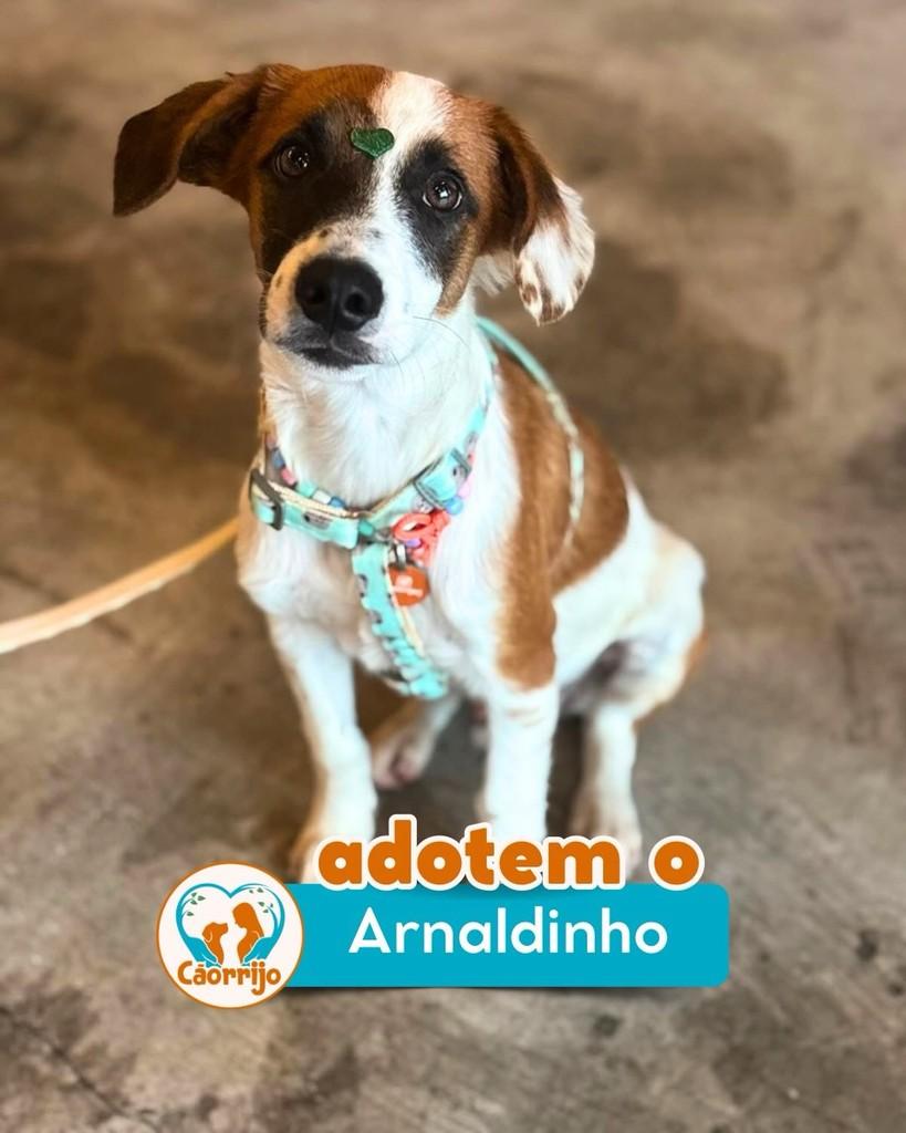 Arnaldinho, cachorro de porte pequeno para adoção em Rio de Janeiro - RJ