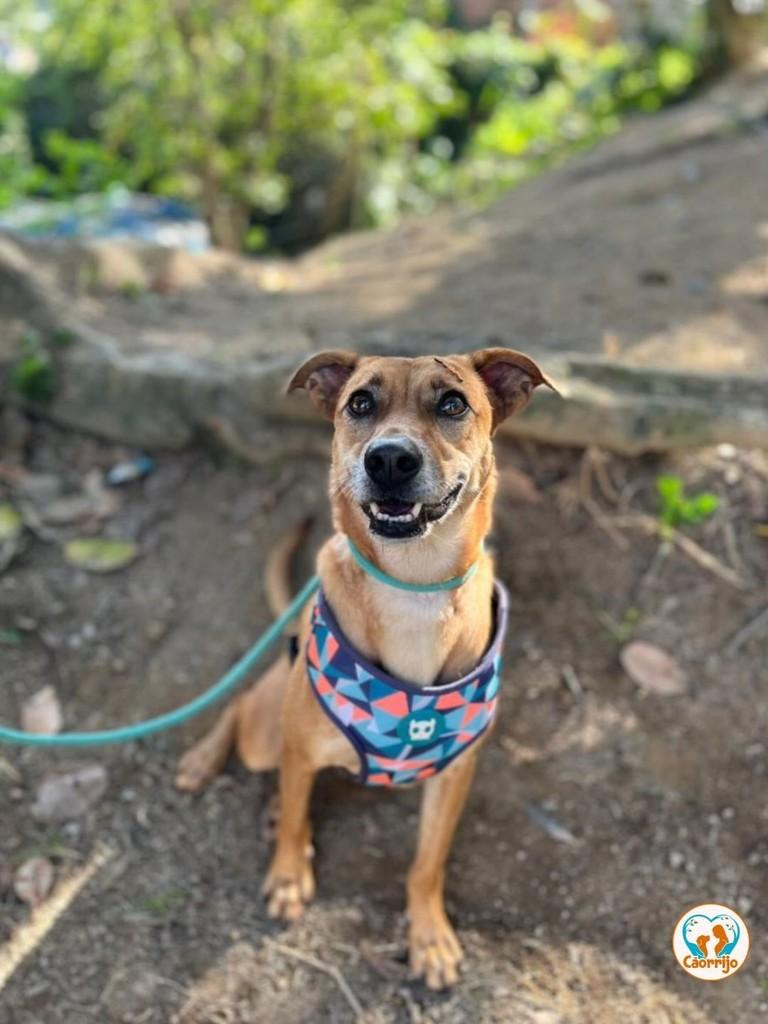 Lucas Paquetá, cachorro de porte médio para adoção em Rio de Janeiro - RJ
