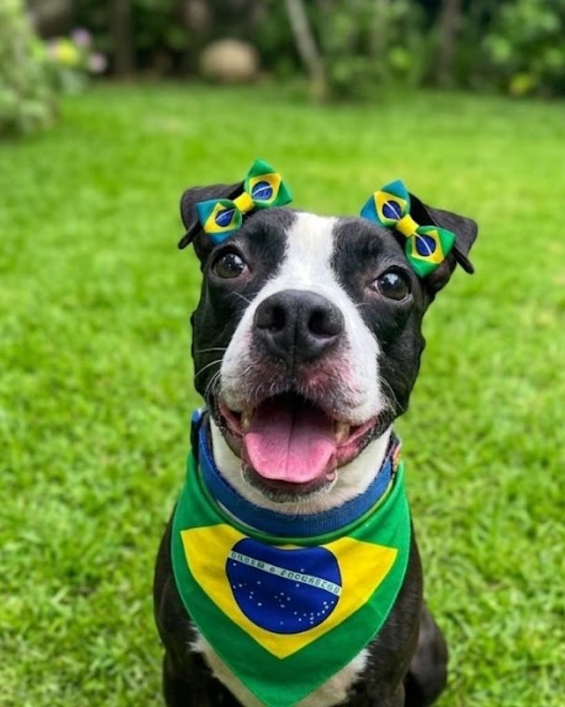 Princesa, cadela de porte médio para adoção em Rio de Janeiro - RJ