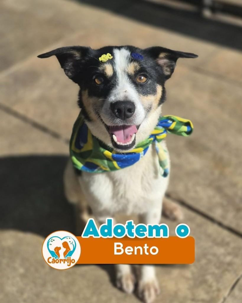 Bento, cachorro de porte médio para adoção em Rio de Janeiro - RJ