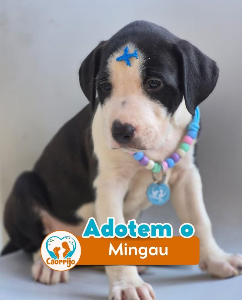 Mingau, cachorro de porte médio para adoção em Rio de Janeiro - RJ