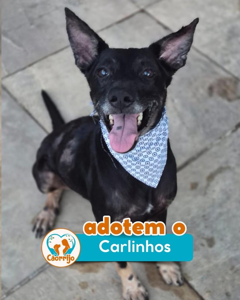 Carlinhos, cachorro de porte pequeno para adoção em Rio de Janeiro - RJ