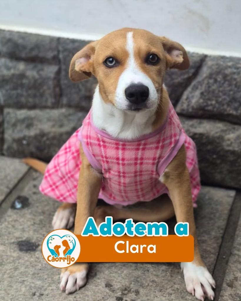 Clara, cadela de porte médio para adoção em Rio de Janeiro - RJ