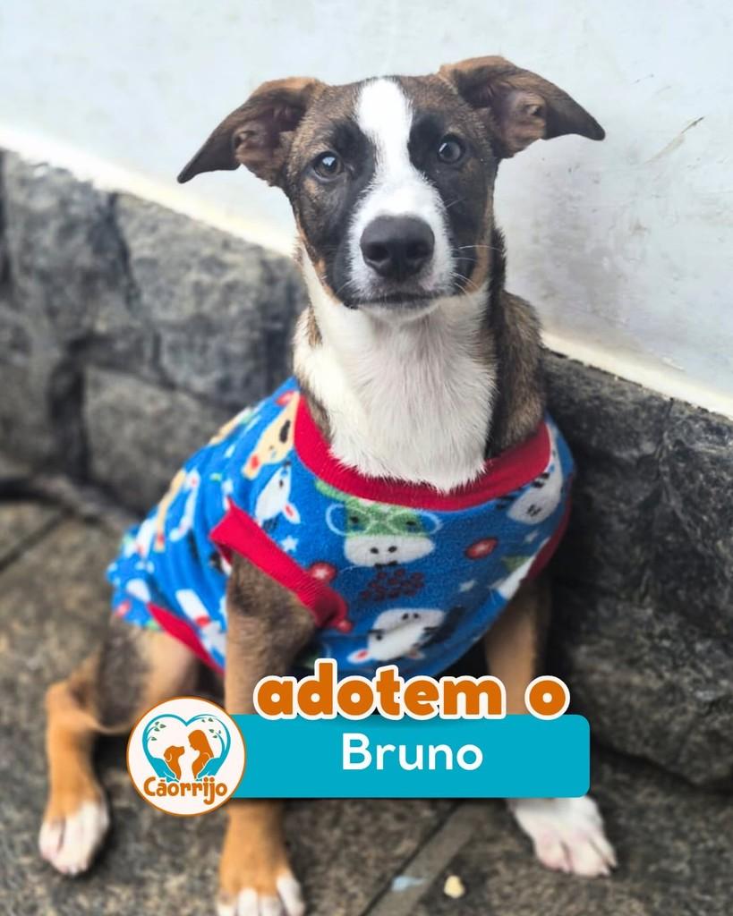 Bruno, cachorro de porte médio para adoção em Rio de Janeiro - RJ