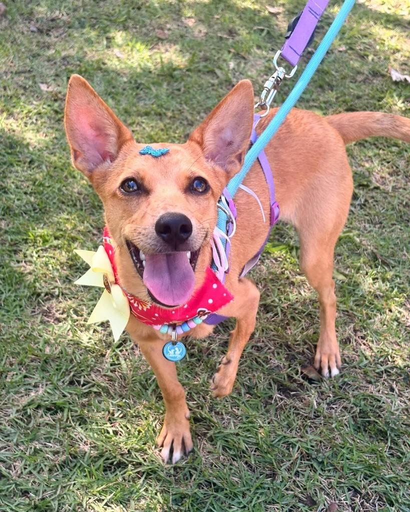 Mel, cadela de porte pequeno para adoção em Rio de Janeiro - RJ