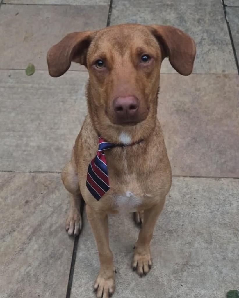 Trovão, cachorro de porte médio para adoção em Rio de Janeiro - RJ