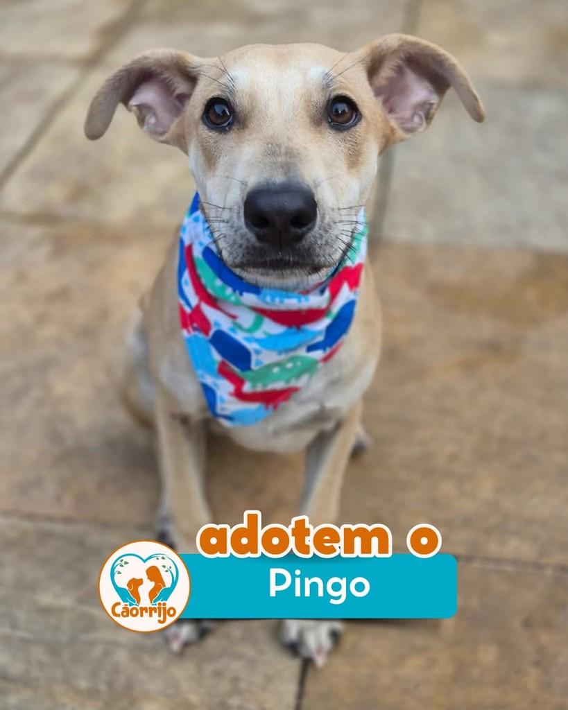 Pingo, cachorro de porte pequeno para adoção em Rio de Janeiro - RJ