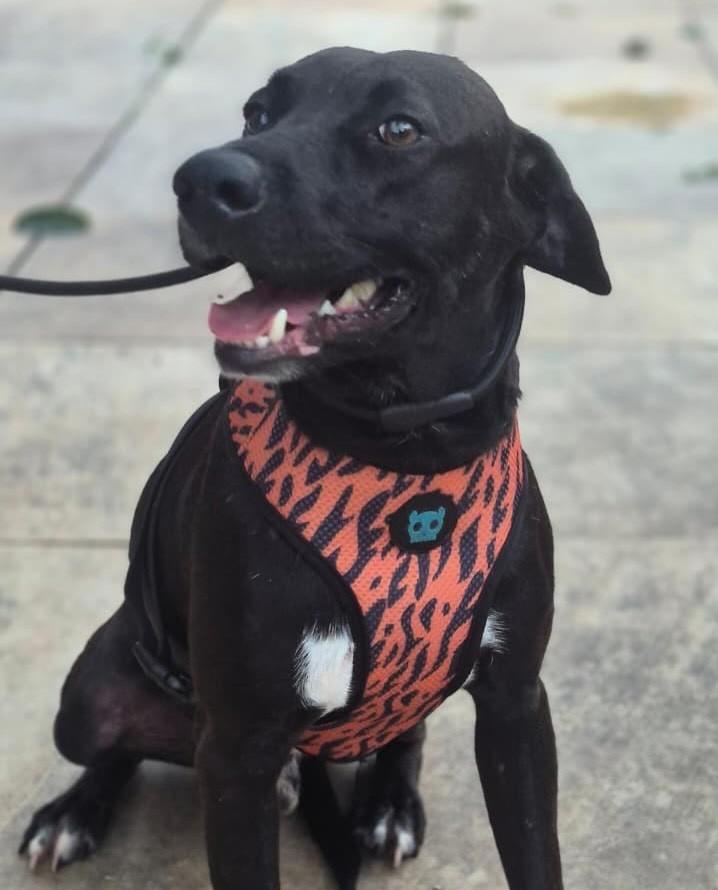 Chokito, cachorro de porte médio para adoção em Rio de Janeiro - RJ