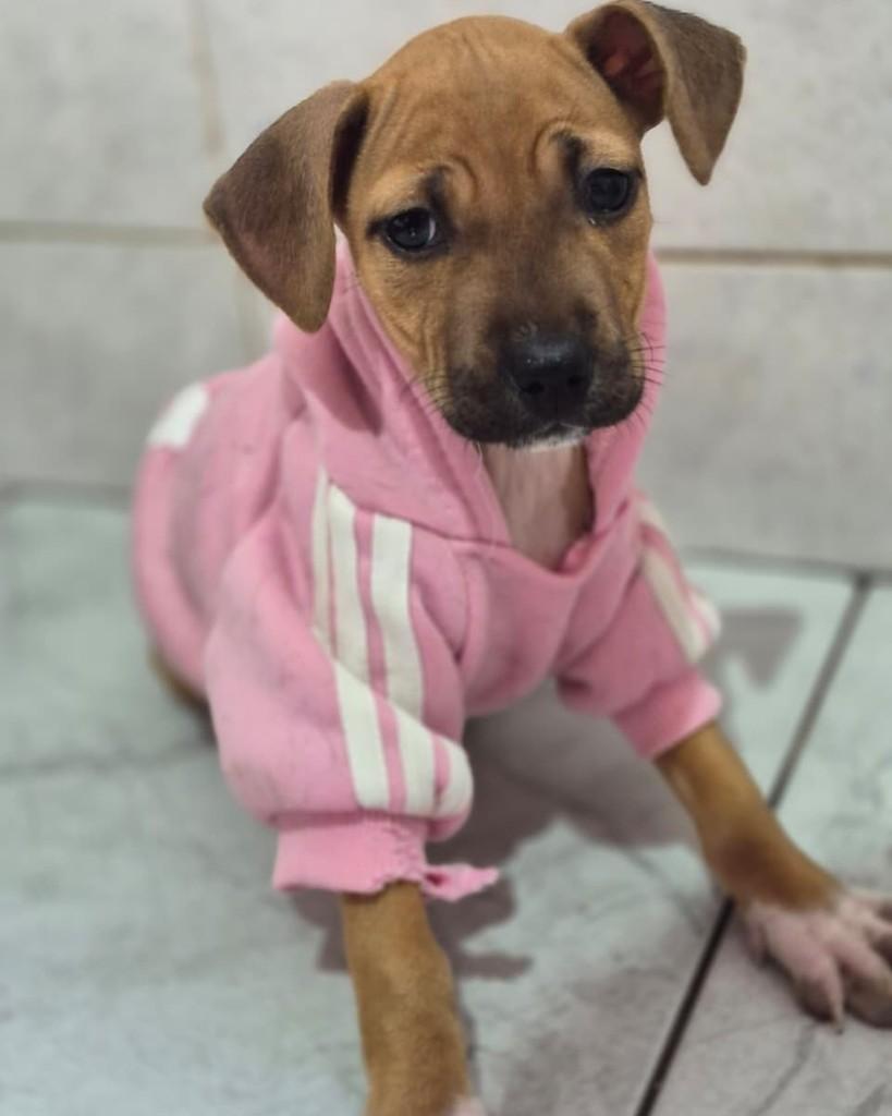 Paçoquita, cadela de porte pequeno para adoção em Rio de Janeiro - RJ