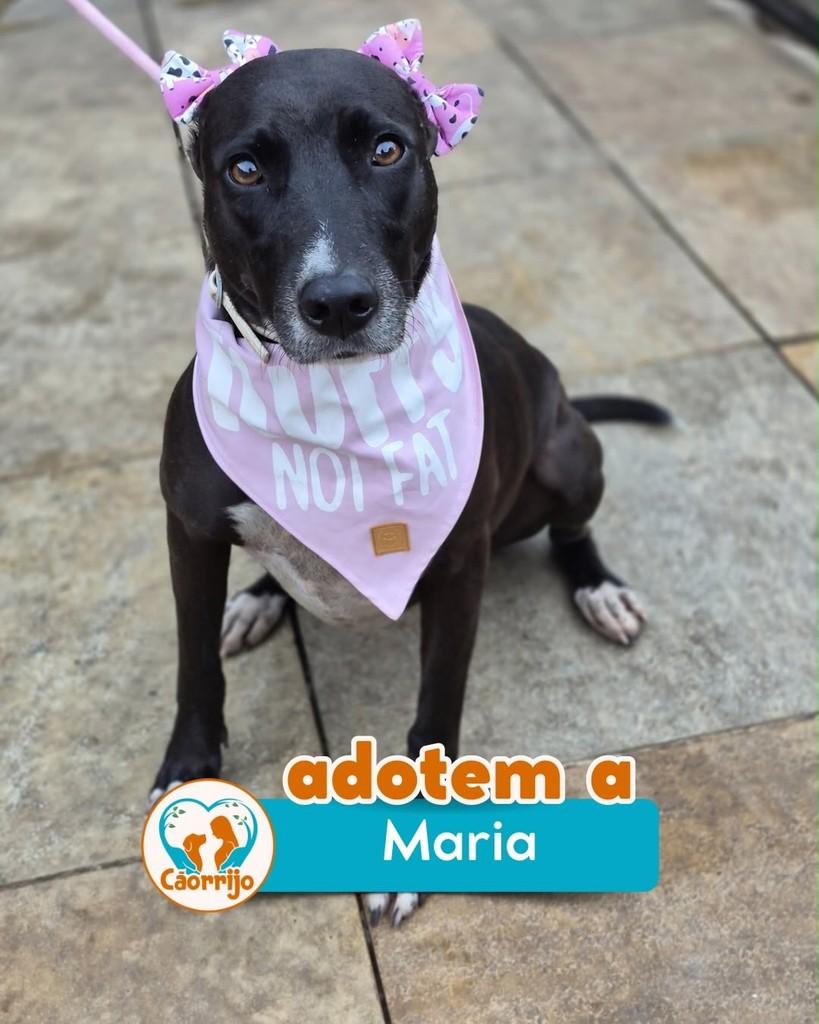 Maria, cadela de porte médio para adoção em Rio de Janeiro - RJ