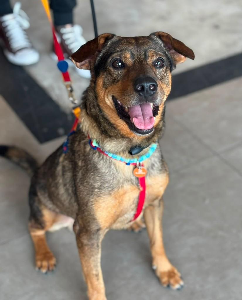 Scooby, cachorro de porte médio para adoção em Rio de Janeiro - RJ