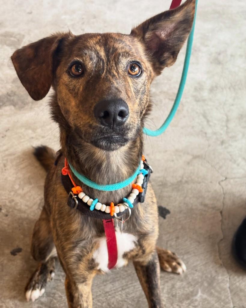 Bob Tigrão, cachorro de porte pequeno para adoção em Rio de Janeiro - RJ