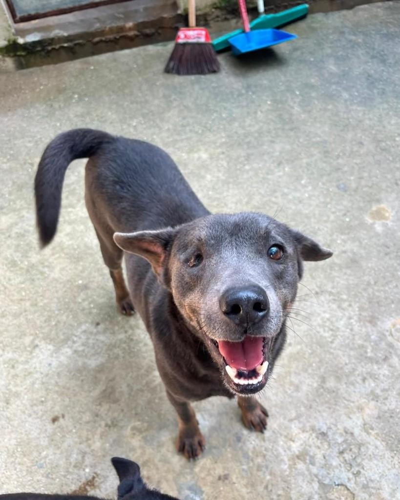 Bob Fumaça, cachorro de porte médio para adoção em Rio de Janeiro - RJ