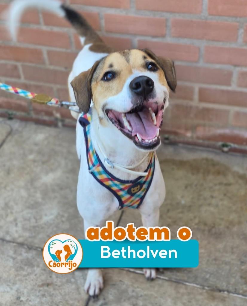 Betholven, cachorro de porte médio para adoção em Rio de Janeiro - RJ
