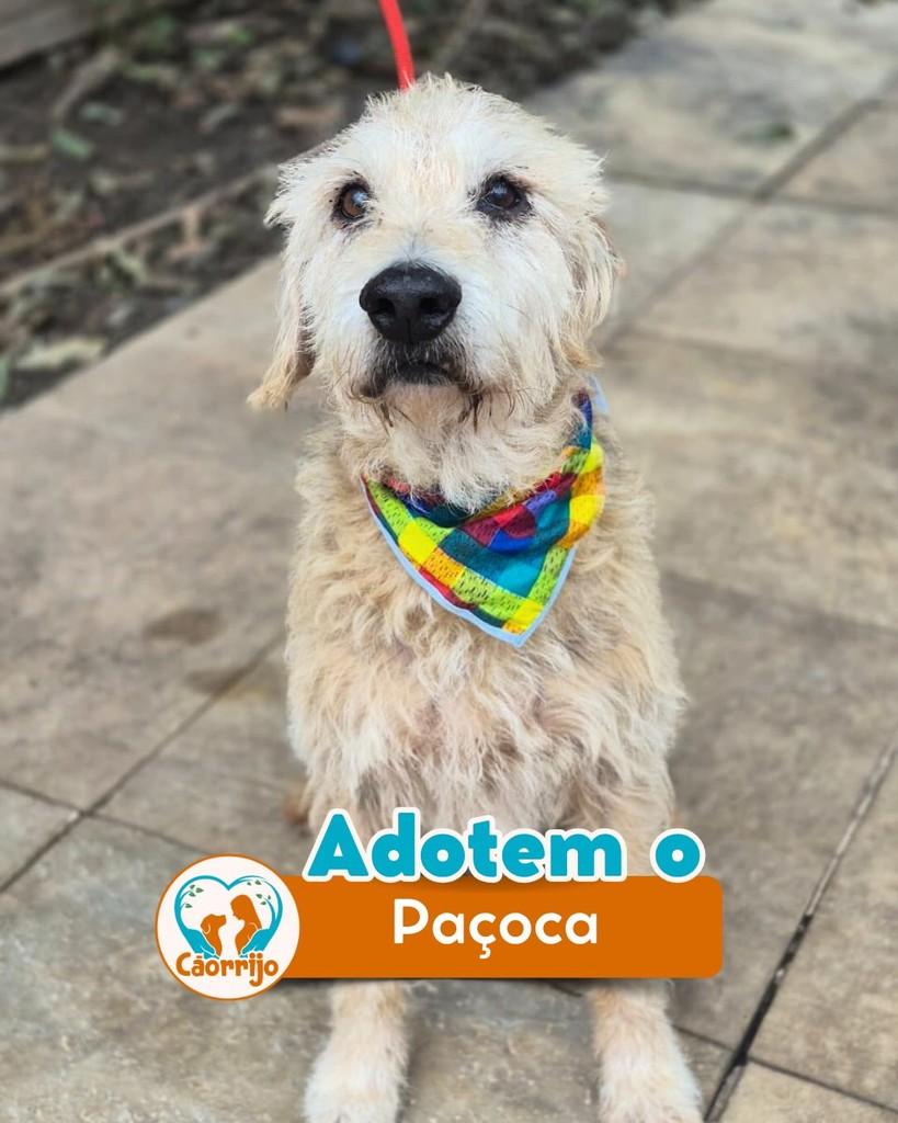 Paçoca, cachorro de porte médio para adoção em Rio de Janeiro - RJ