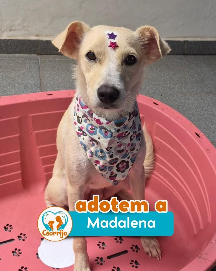Madalena, cadela de porte pequeno para adoção em Rio de Janeiro - RJ