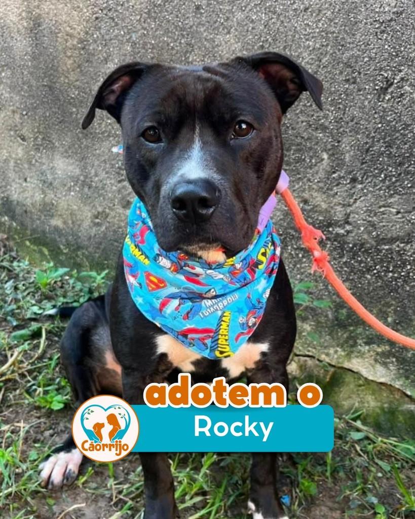 Rocky, cachorro de porte médio para adoção em Rio de Janeiro - RJ