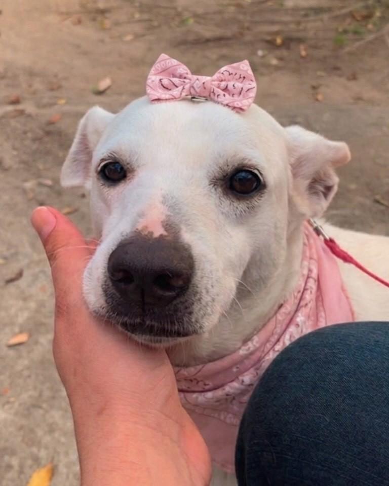 Mia, cadela de porte pequeno para adoção em Rio de Janeiro - RJ