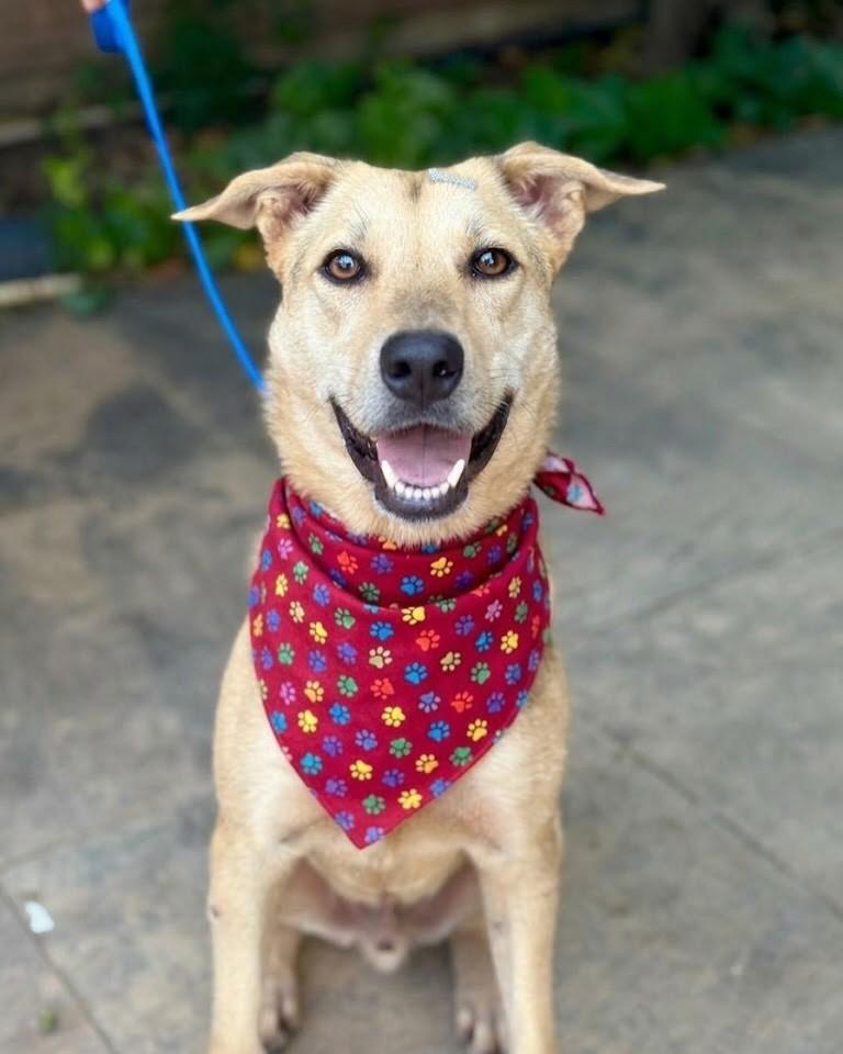Tito, cachorro de porte médio para adoção em Rio de Janeiro - RJ