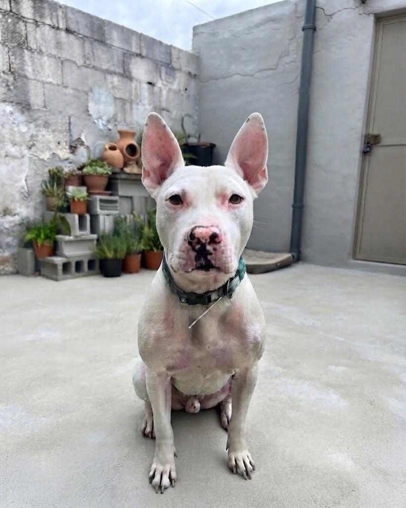 Bino, cachorro de porte médio para adoção em Rio de Janeiro - RJ