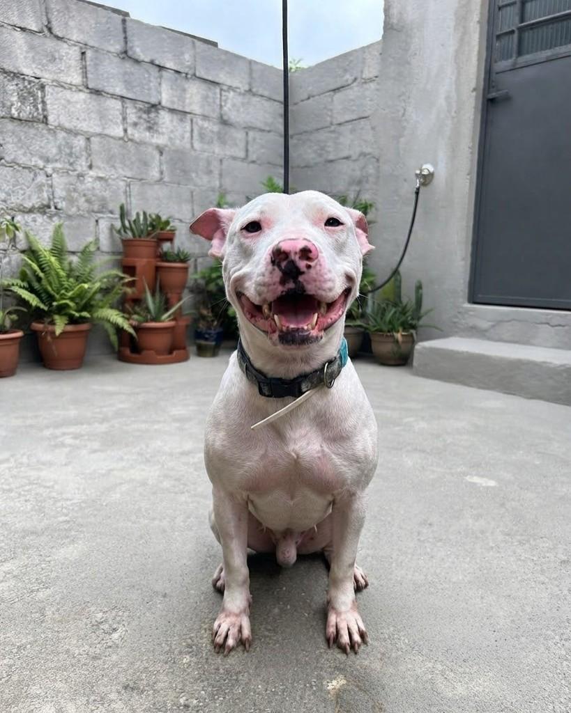 Bino, cachorro de porte médio para adoção em Rio de Janeiro - RJ — foto 2 de 5