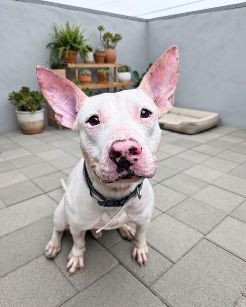 Bino, cachorro de porte médio para adoção em Rio de Janeiro - RJ — foto 3 de 5
