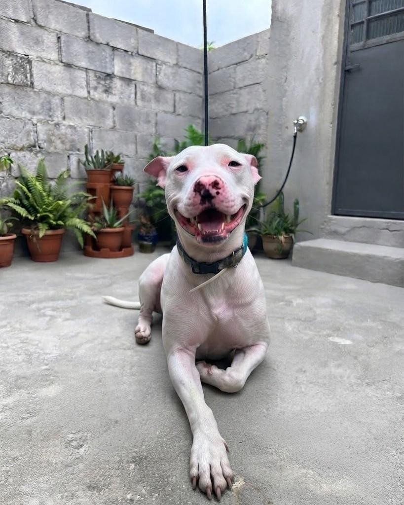 Bino, cachorro de porte médio para adoção em Rio de Janeiro - RJ — foto 4 de 5