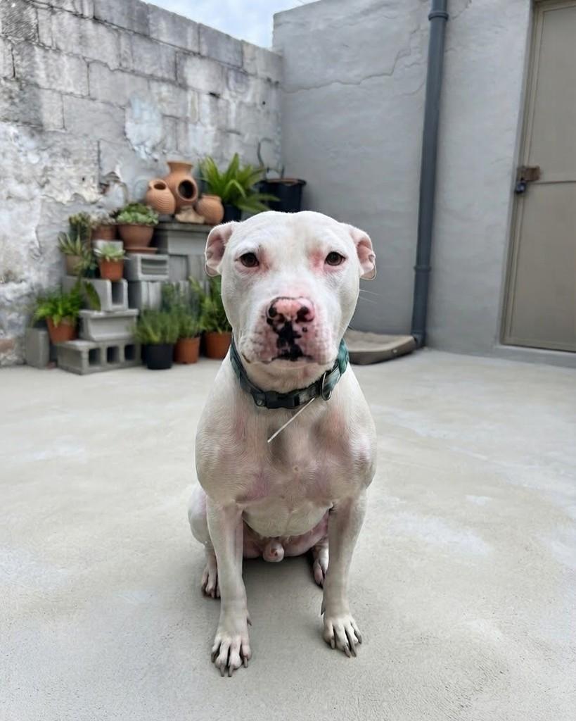 Bino, cachorro de porte médio para adoção em Rio de Janeiro - RJ — foto 5 de 5
