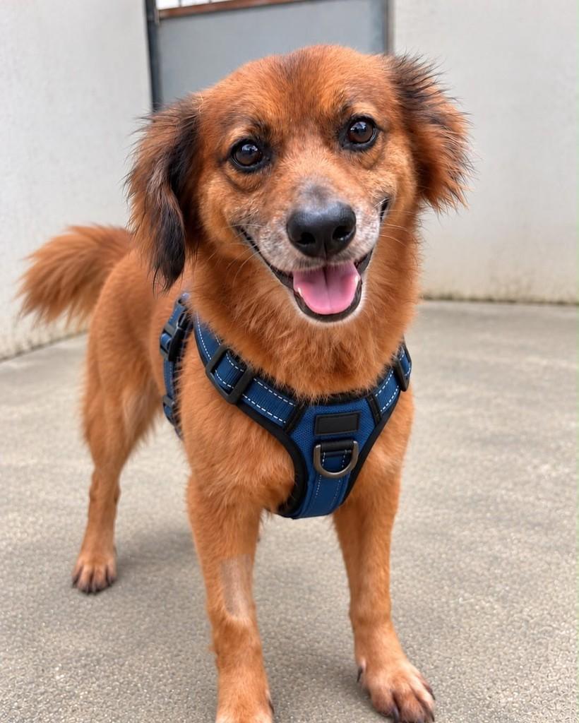 Peter, cachorro de porte médio para adoção em Rio de Janeiro - RJ