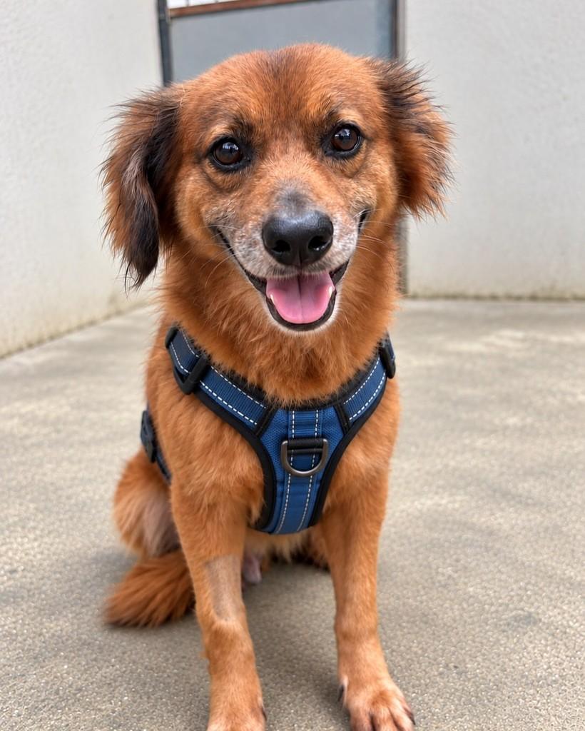 Peter, cachorro de porte médio para adoção em Rio de Janeiro - RJ — foto 2 de 2