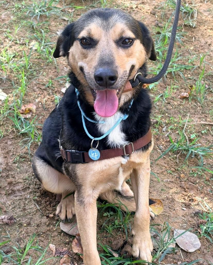 Rocco, cachorro de porte médio para adoção em Rio de Janeiro - RJ