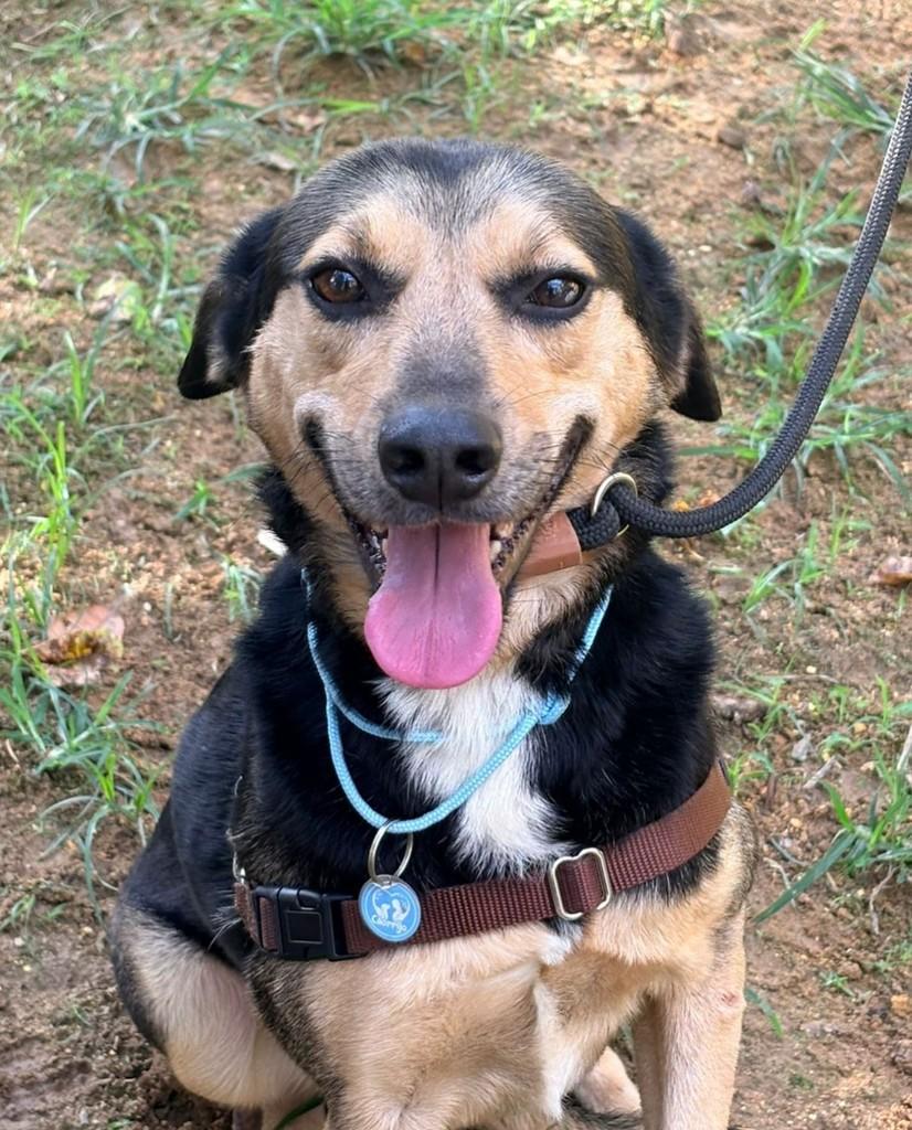 Rocco, cachorro de porte médio para adoção em Rio de Janeiro - RJ — foto 2 de 6