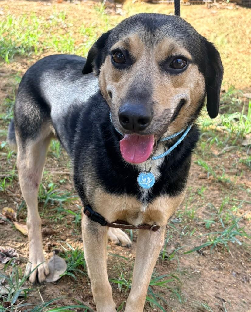 Rocco, cachorro de porte médio para adoção em Rio de Janeiro - RJ — foto 3 de 6