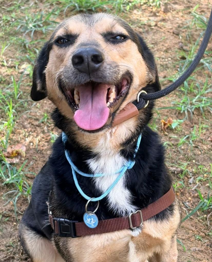 Rocco, cachorro de porte médio para adoção em Rio de Janeiro - RJ — foto 4 de 6