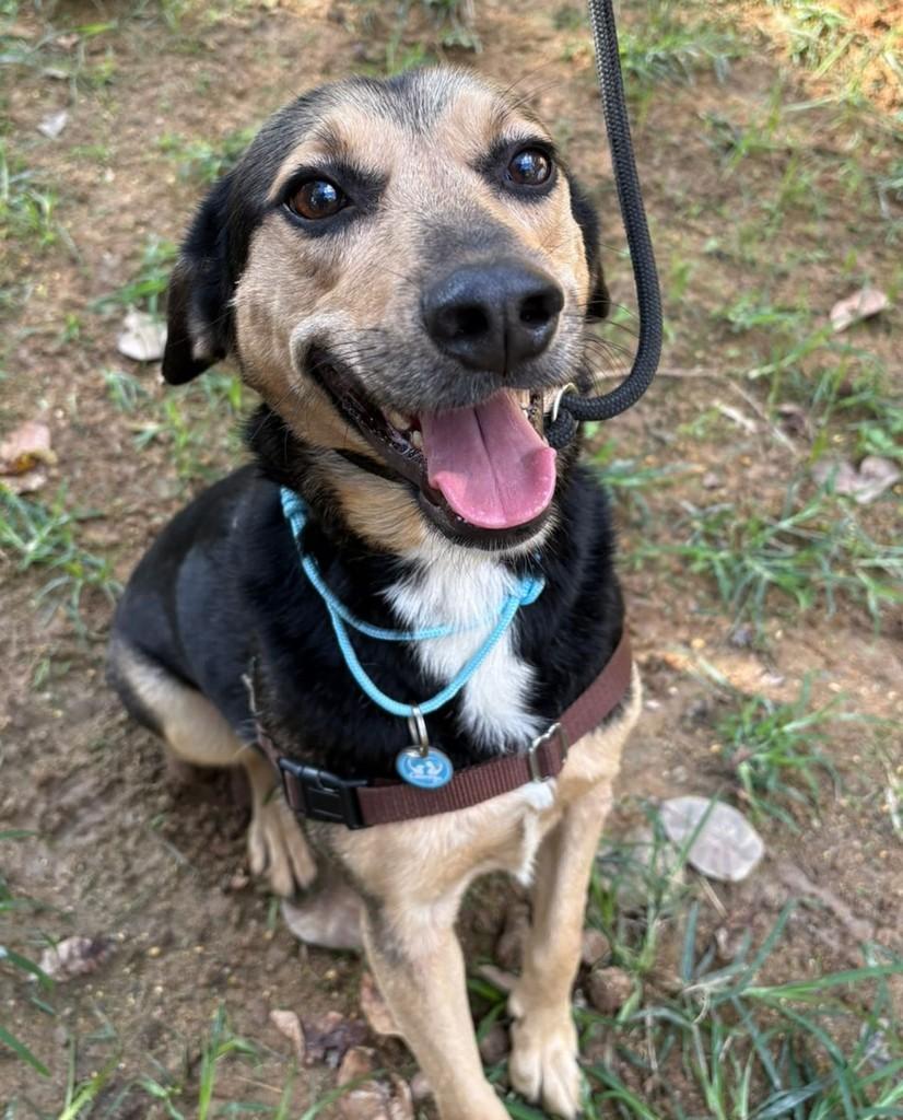 Rocco, cachorro de porte médio para adoção em Rio de Janeiro - RJ — foto 5 de 6