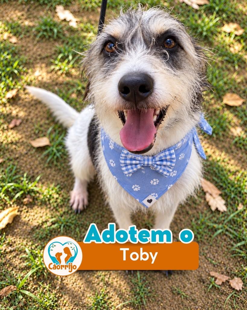 Toby, cachorro de porte médio para adoção em Rio de Janeiro - RJ