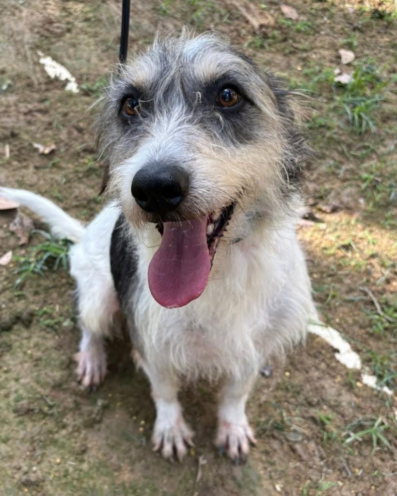 Toby, cachorro de porte médio para adoção em Rio de Janeiro - RJ — foto 2 de 8