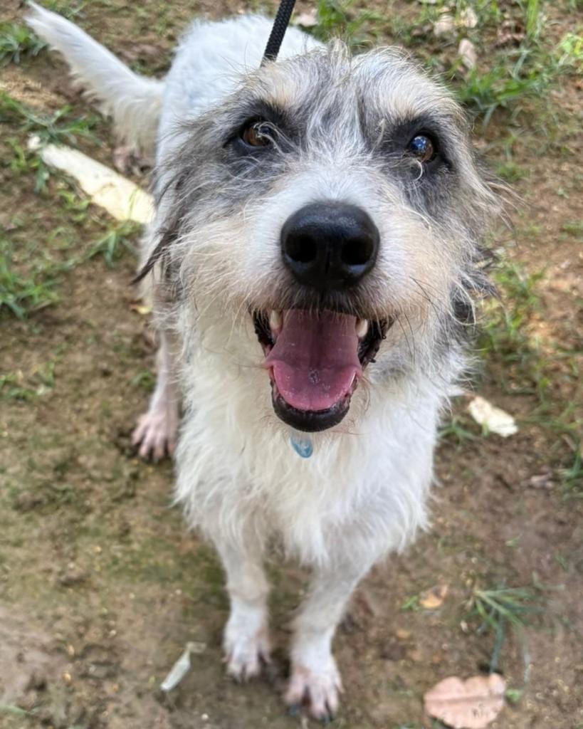 Toby, cachorro de porte médio para adoção em Rio de Janeiro - RJ — foto 3 de 8