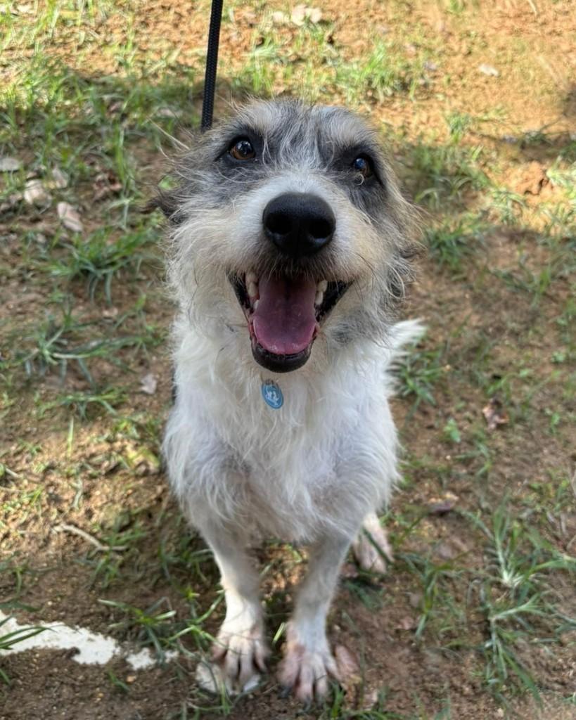 Toby, cachorro de porte médio para adoção em Rio de Janeiro - RJ — foto 4 de 8