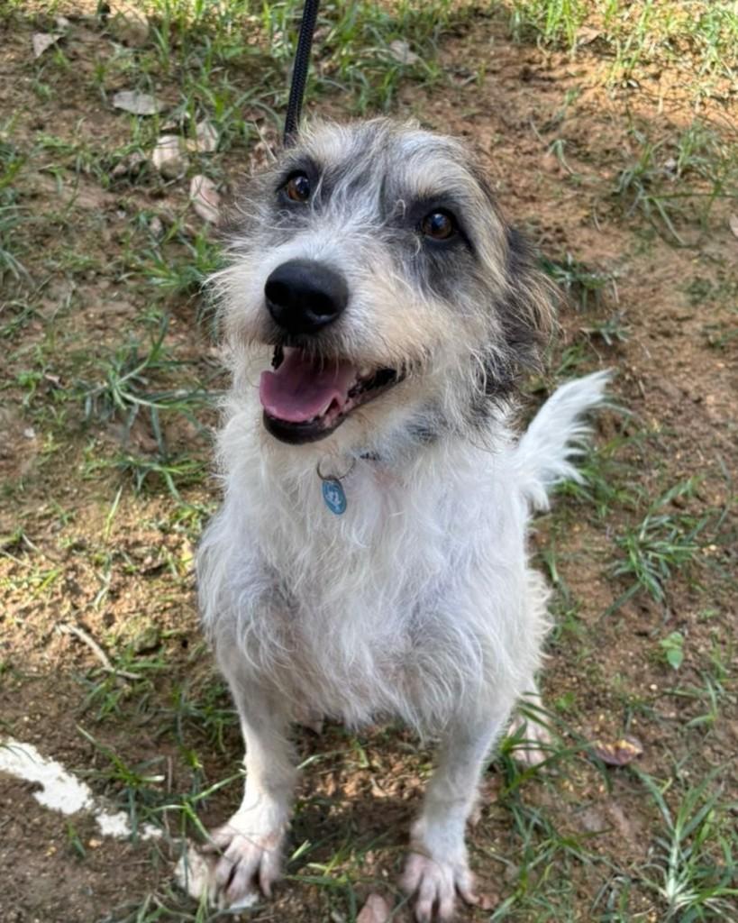 Toby, cachorro de porte médio para adoção em Rio de Janeiro - RJ — foto 5 de 8